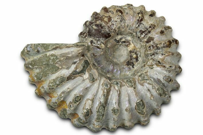 Bumpy Ammonite (Douvilleiceras) Fossil - Purple Iridescence #343847